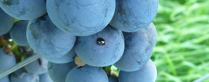 Saftaustritt nach Schäden der Kirschessigfliege an einer dunklen Weintraube