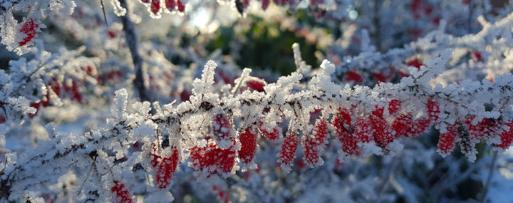 Baum- und Gehölzpflege im Januar: Gartenarbeit im Winter