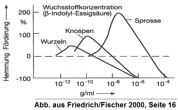 Schlankschnitt: Auxin-Wirkung nach Fischer/Friedrich 2000