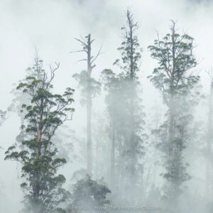 Baumkronen von Rieseneukalyptus ragen aus Nebel auf.