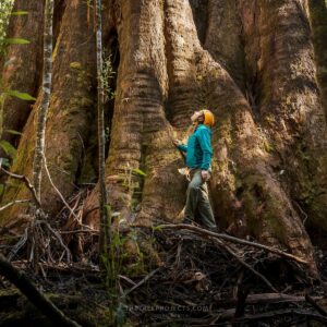 Die Wurzeln eine Rieseneukalyptus: gigantisch im Vergleich zum Menschen.