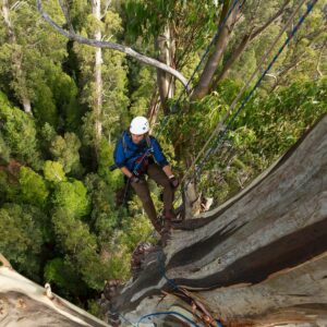Baumkletterer überblickt vom Stamm des Rieseneukalyptus den Dschungel.