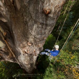 Ein Baumkletterer am Stamm eines Rieseneukalyptus.