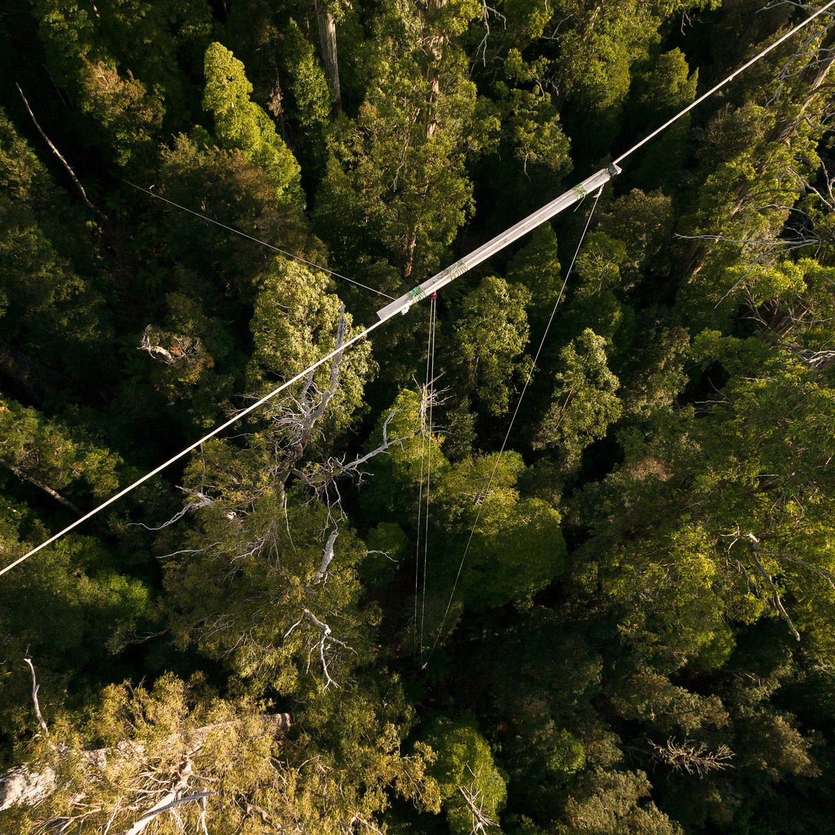 The Tasmanian Tree Project