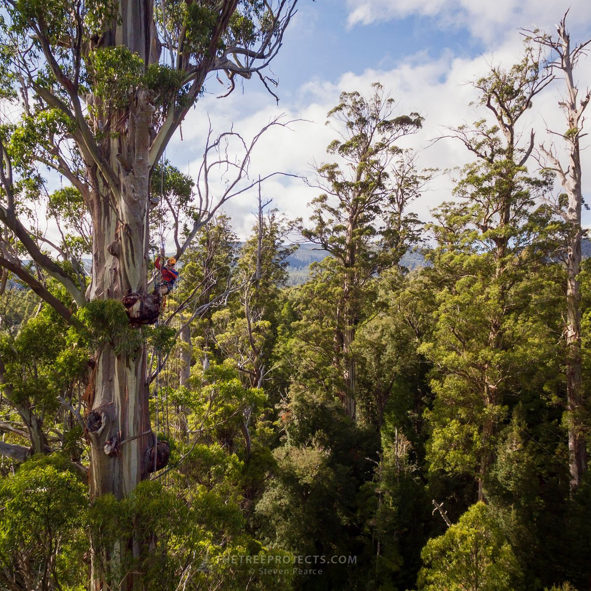 The Tasmanian Tree Project