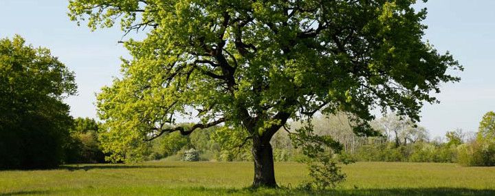 Starke Baumtypen: Der Baum im Seidengewand