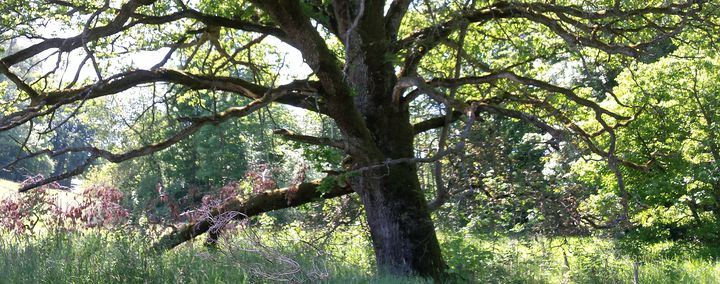 Uralte Bäume sind ein Schatz an Habitatfläche. Sogenannte Archebäume beherbergen zahlreiche Tierarten. Gute Baumpflege hilft diese Schätze zu schützen!