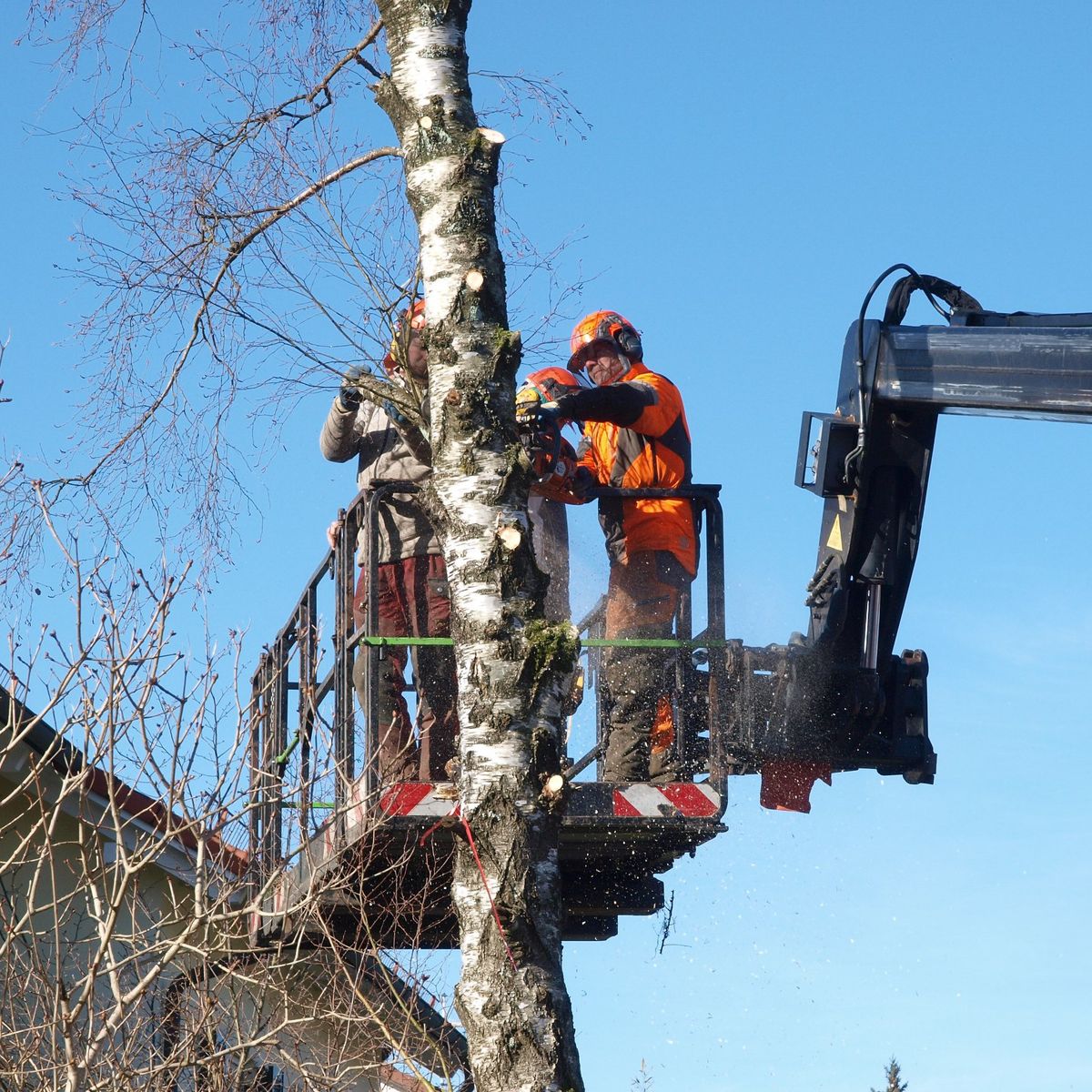 Waldarbeiter auf einer Hubbühne sägen einen Baum ab