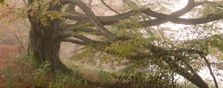 Alte knochige Buche im vernebelten Herbstwald