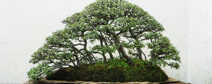Kleiner Baum ganz groß: Bonsai