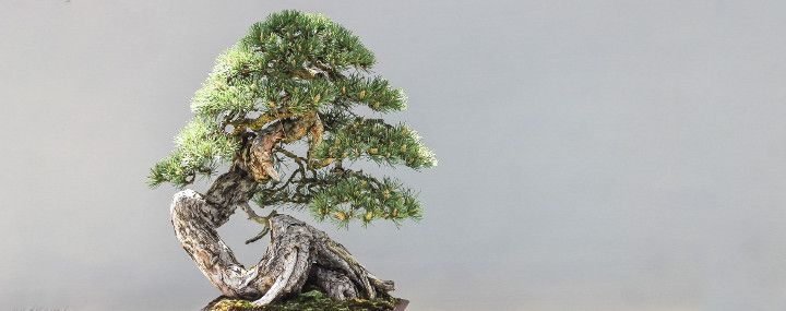 Bonsai aus Waldbäumen selber erziehen