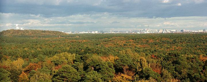 Herbstlicher Wald vor der Skyline von Berlin