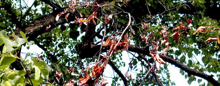 Zweig eines Obstbaumes mit rostbraunen Blättern