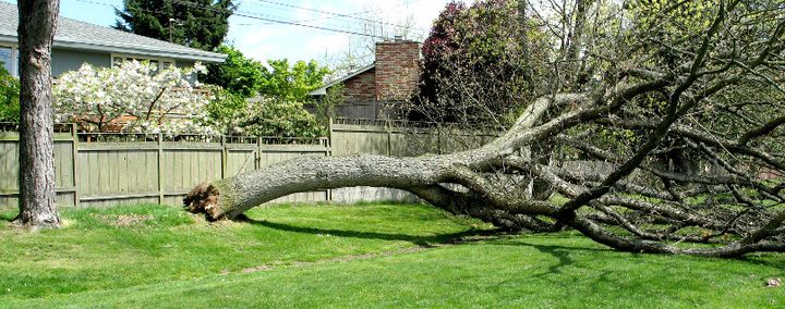 Abgebrochener und umgefallener Baum in einem Garten