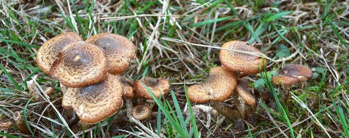 Braune Hallimasch Pilze auf einer Wiese im Wald