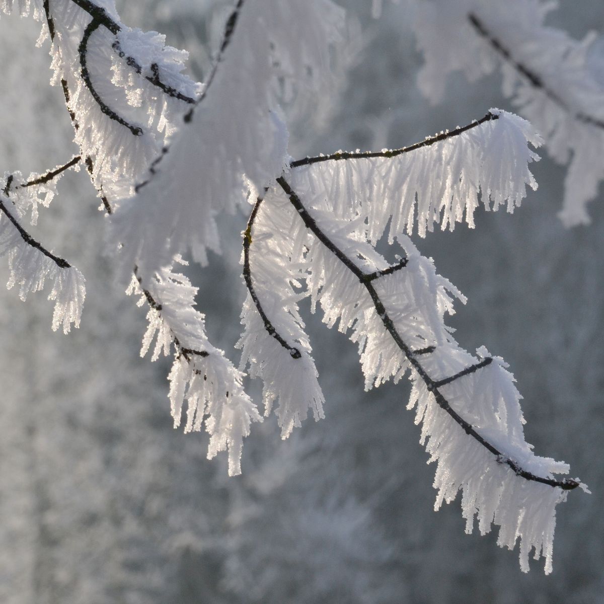 150x50cm #119700 Winter Baum Im Raureif Schnee Poster Leinwand-Druck Bild