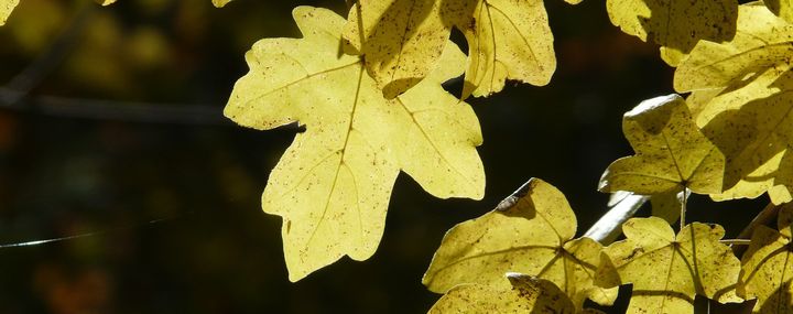 Gelbe herbstliche Blätter des Feldahorns