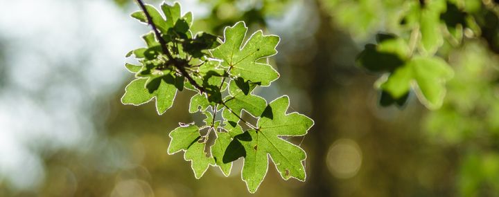 Saftige grüne Blätter des Feldahorns im Sonnenschein