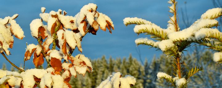 Winterschutz für Bäume und Gehölze im Garten