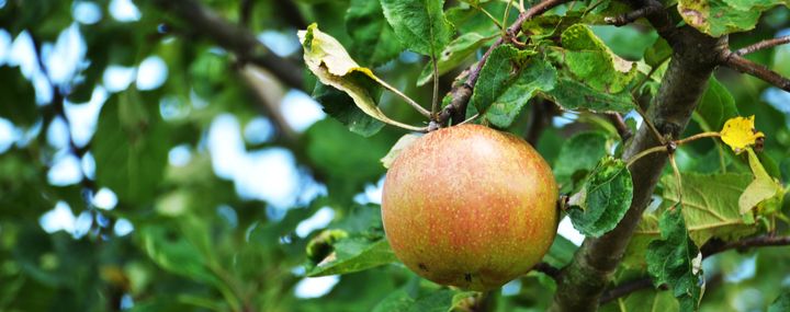 Saftiger Apfel an einem Zweig