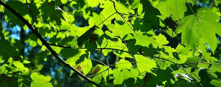 Blätter eines Ahornbaumes