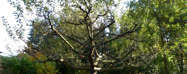 Breite Krone eines Apfelbaumes mit wenigen langen Trieben an den Zweigen