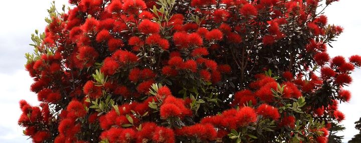 Krone eines Pohutukawa mit zahllosen roten Pinselblüten
