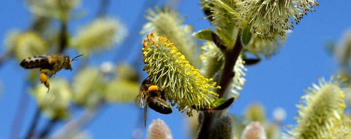 Bienen sammeln Pollen an Weiden