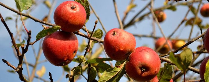 Zweig eines Apflebaums mit saftigen roten Äpfeln