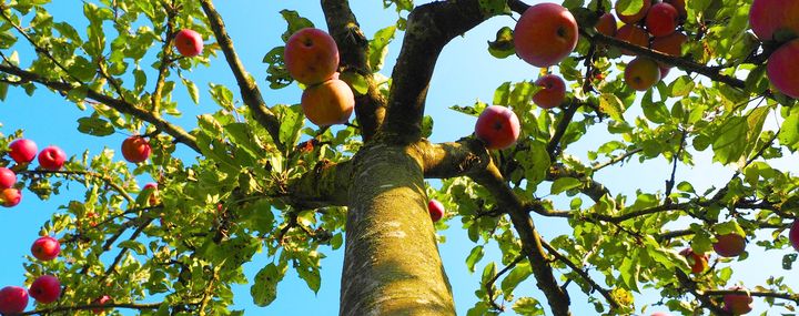 Stamm eines Apfelbaum mit Zweigen und vielen Äpfeln