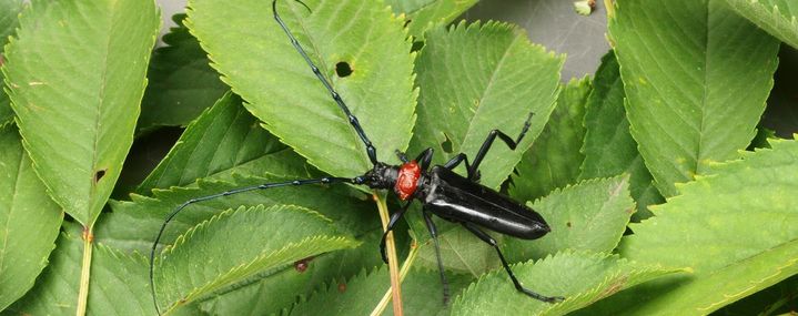 Schwarzer Käfer mit rotem Halsschild und langen Fühlern