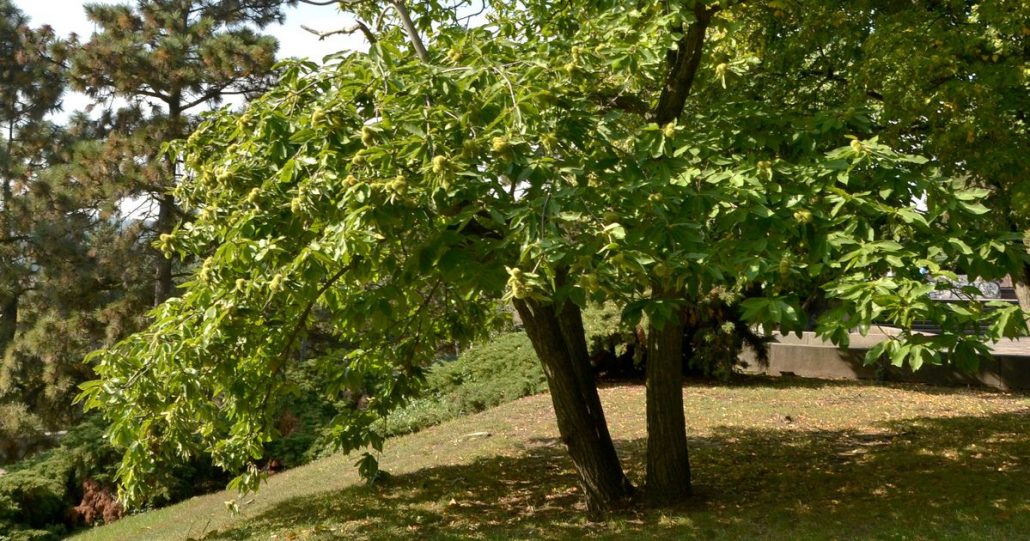 Ess-Kastanie in einem Park