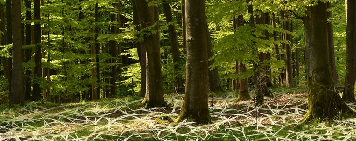 Wald mit symbolisierten Geflecht im Waldboden