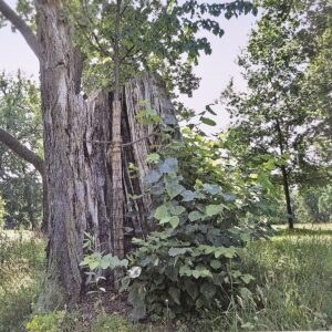 Nachfolgebaum pflanzen