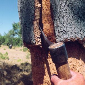 Schälen einer Korkeiche