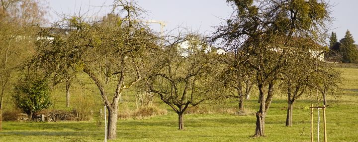 Streuobswiese mit zahlreichen unterschiedlich großen und unbelaubten Obstbäumen