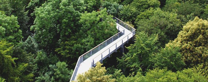 Stahlbrücke führt in den Kronen des Waldes