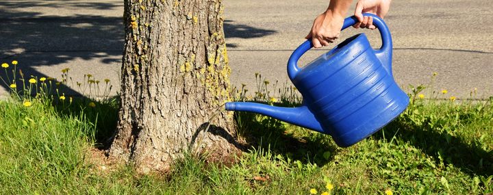 Trockenheit und Dürre: Wann muss ich Bäume gießen?