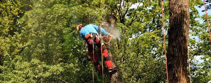 Arbeiter mit Kletterausrüstung fällt einen Baum