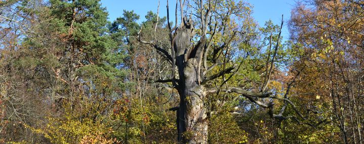 Alter abgestorbener Baum im Wald