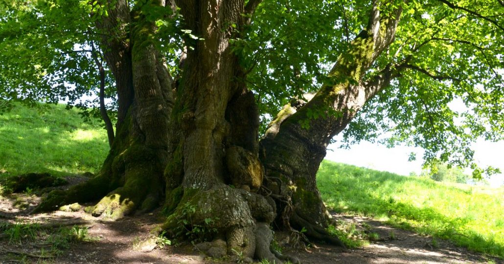 Dicker mehrstämmiger Stamm eines alten Baumes.