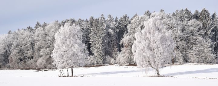 Die Strategien der Bäume im Winter