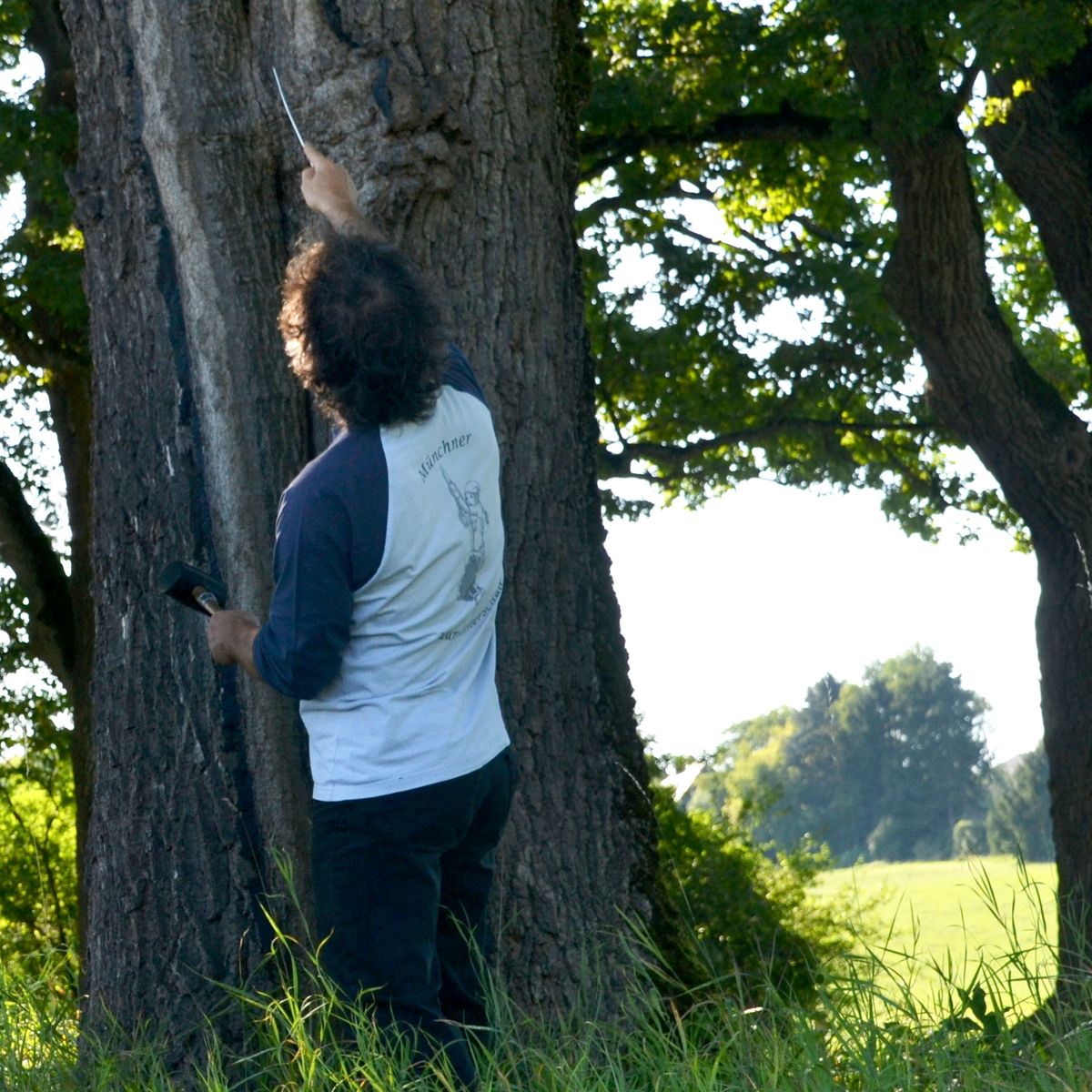 Ein Mann mit Hammer und Stock untersucht einen Baum