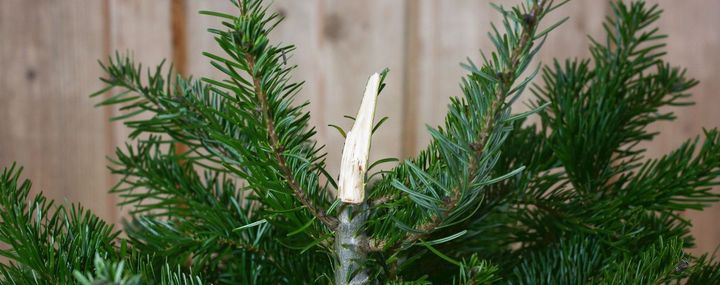 Der Weihnachtsbaum ist gekauft und beim Transport bricht die Weihnachtsbaumspitze ab! Mit ein paar einfachen Tipps retten Sie den Baum im Handumdrehen.