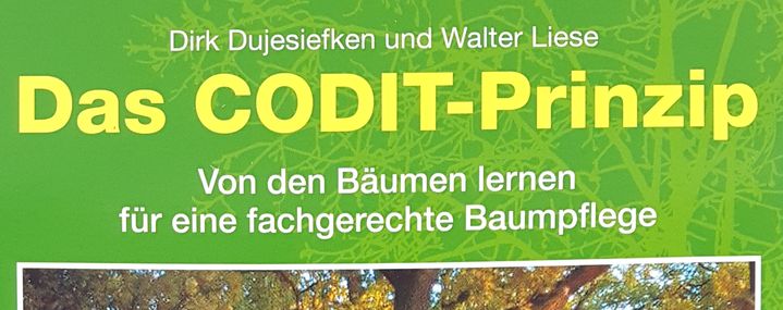 Das CODIT-Prinzip von Dujesiefken und Liese erklärt die Reaktionen des Baumes auf Wunden. Das Wissen ist die Basis für fachgerechte Baumpflege.