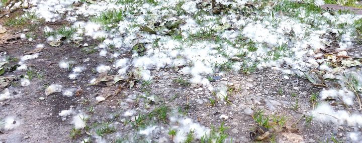Weißer Pappelschnee bedeckt den Boden.