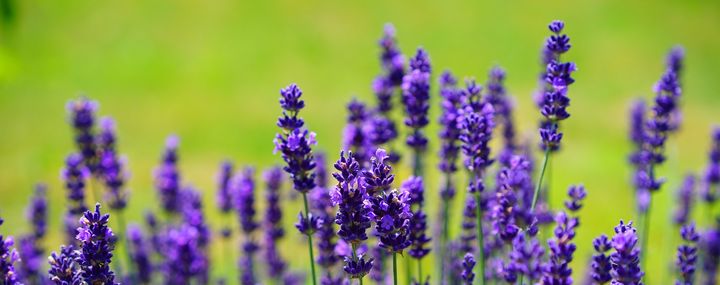 Mit unseren Tipps rund um Pflege und den richtigen Schnitt, der jetzt im Sommer nach der Blüte anfällt, verschönert der Lavendel lange Ihren Garten.