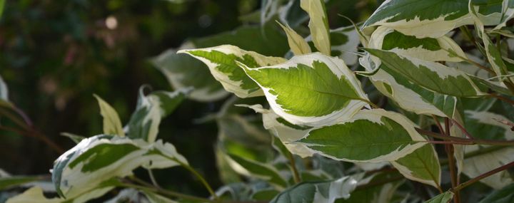 Panaschierte Blätter an Pflanzen haben farbige Flecken. Oft weiß-grün, aber auch andere Verfärbungen gibt es. Wie kommt es zu diesem Naturphänomen?