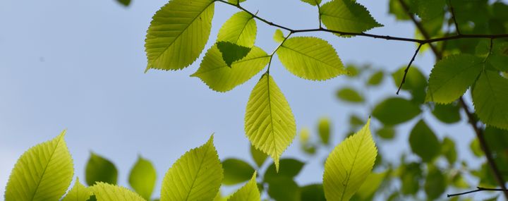 Blick von unten in die durchscheinenden Blätter einer Ulme vor blauem Himmel
