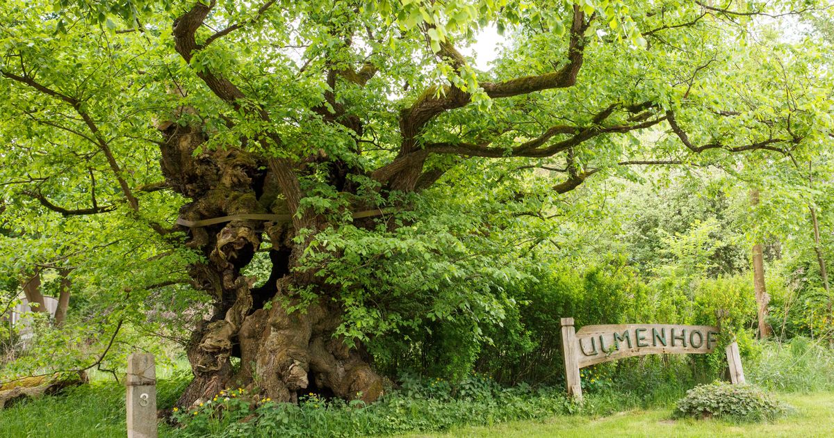 Die Ulme in der Mythologie - Baumpflegeportal
